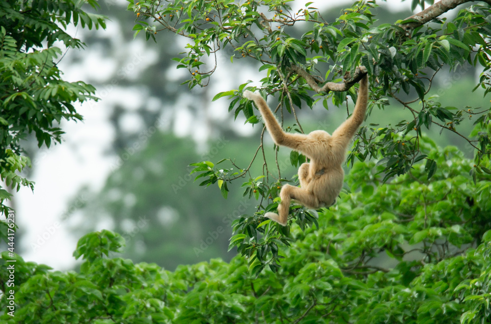 A mother gibbon jumps over a branch with her baby perched on her waist in the forest of Khao Yai National Park, Thailand. The wildlife in Thailand national park A mother gibbon jumps over a branch with her baby perched on her waist in the forest of Khao Yai National Park, Thailand. The wildlife in Thailand national park