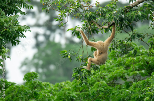 Fototapete A mother gibbon jumps over a branch with her baby perched on her waist in the forest of Khao Yai National Park, Thailand