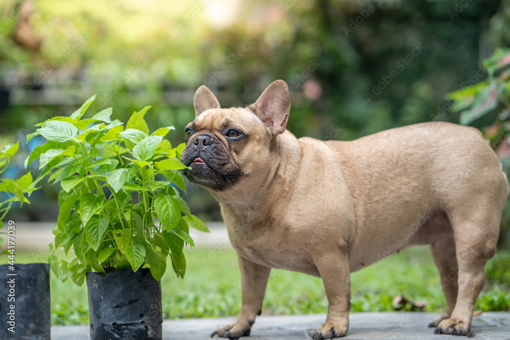 French bulldog enjoy eating vegetable plant at garden when they feeling ill.