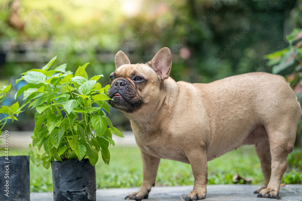 French bulldog enjoy eating vegetable plant at garden when they feeling ill. French bulldog enjoy eating vegetable plant at garden when they feeling ill.