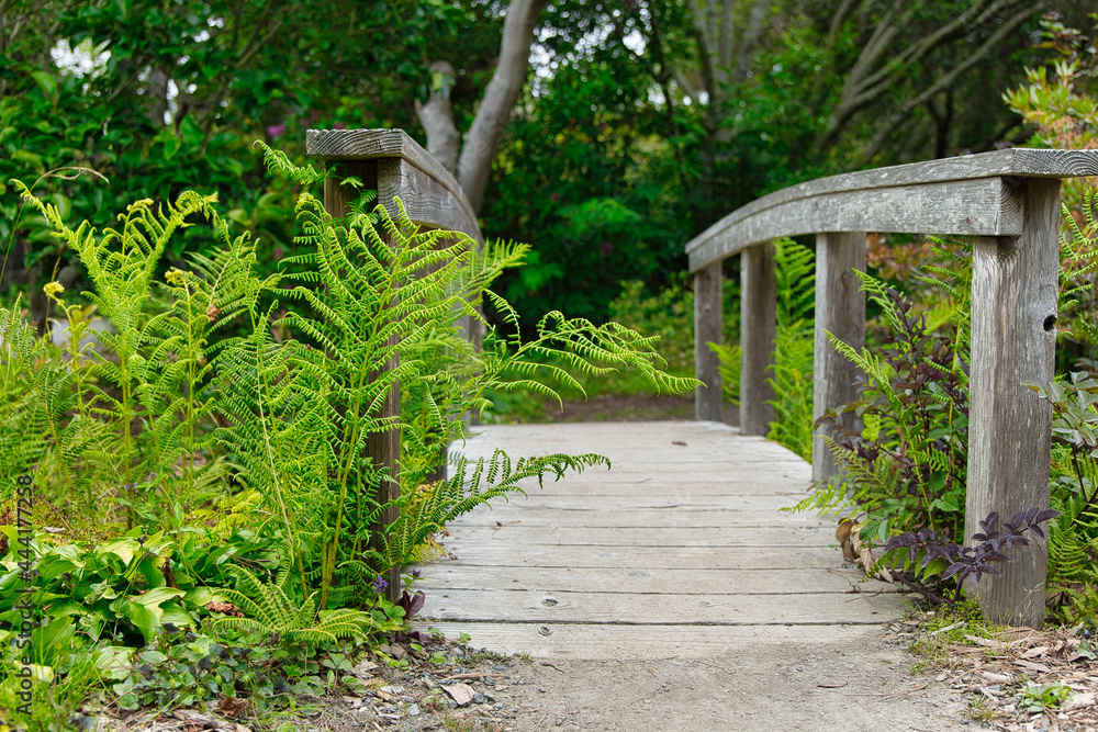 Fototapeta premium Fern next to walking bridge 