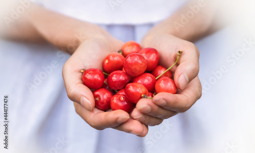 Female hands carefully hold a handful of juicy ripe red cherries on a light background.