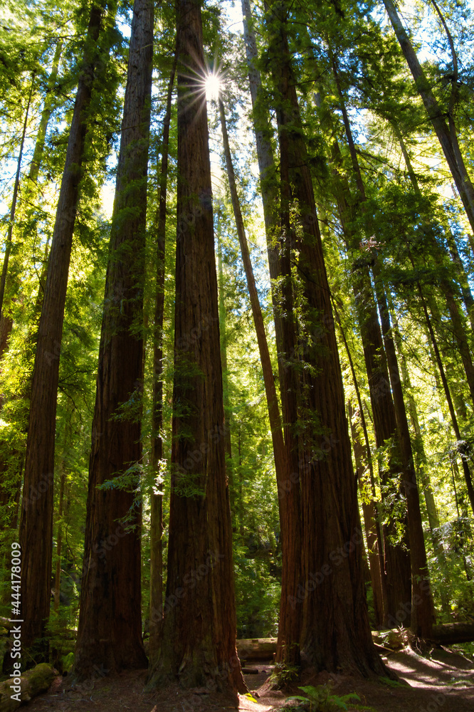 Sun shinning through a cluster of old growth redwood trees Sun shinning through a cluster of old growth redwood trees