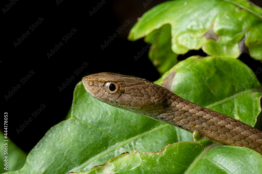 Snakes of Taiwan Greater Green Snake and Mock Viper Snakes of Taiwan Greater Green Snake and Mock Viper