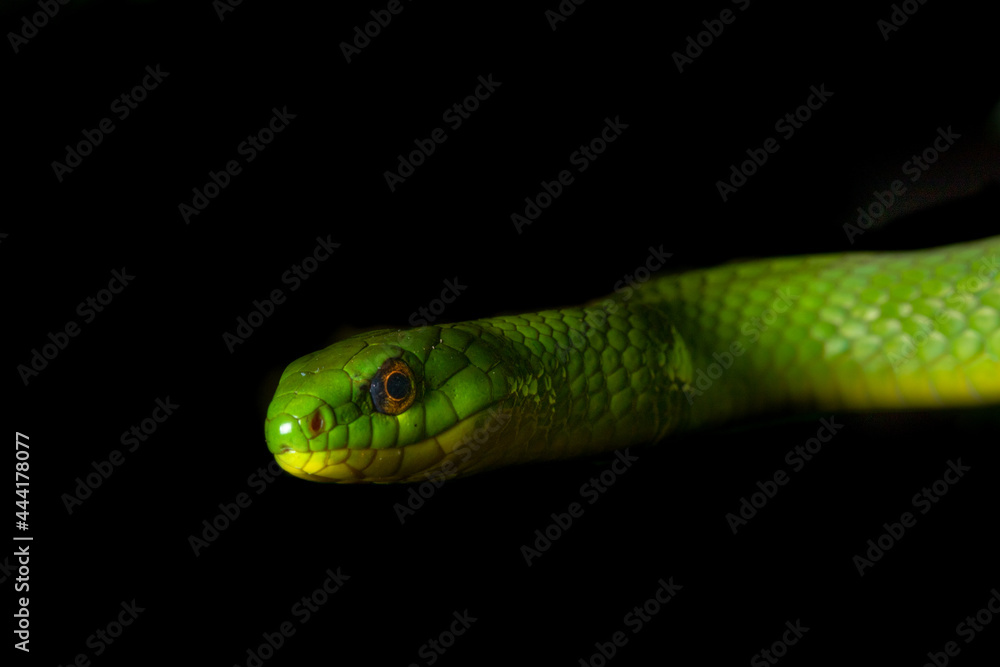 Snakes of Taiwan Greater Green Snake and Mock Viper Snakes of Taiwan Greater Green Snake and Mock Viper