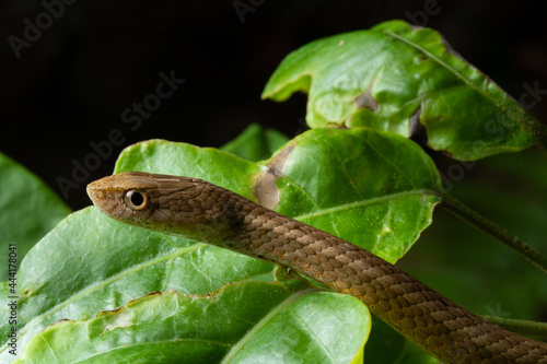 Snakes of Taiwan Greater Green Snake and Mock Viper