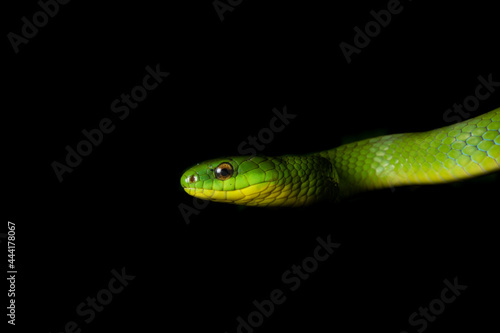 Snakes of Taiwan Greater Green Snake and Mock Viper