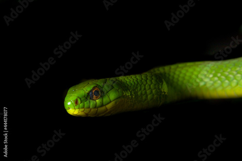 Snakes of Taiwan Greater Green Snake and Mock Viper