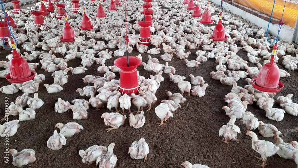 Poultry farm. Chickens for fattening on a modern poultry farm. Lots of
