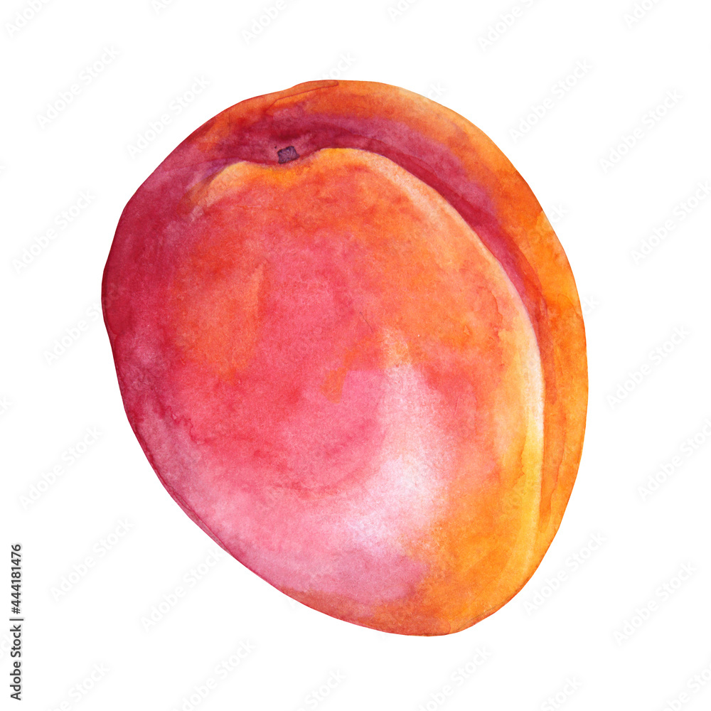 Obraz premium Watercolor apricot. Red, yellow, orange hand-drawn fruit isolated on white background. Sweet dessert summer food. Creative clipart element for menu, sticker, wallpaper, wrapping, invite, textile