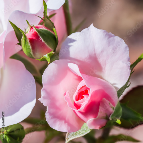 Soft pink rose Bonica with buds in the garden. Perfect for background of greeting cards for birthday  Valentine s Day and Mother s Day