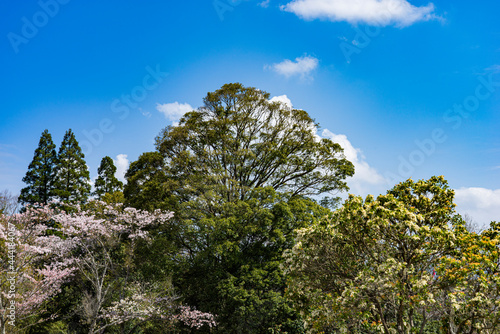 春の苗木城跡の木々