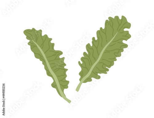 Fresh green leaves of lettuce. Raw salad leaf. Natural organic veggie. Health...