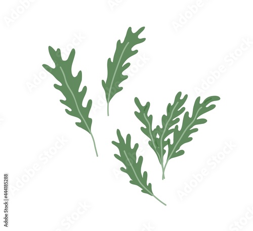 Arugula leaves composition. Green leaf of rucola. Fresh garden rocket. Natural organic food. Eruca seasoning. Flat vector illustration of healthy herb isolated on white background