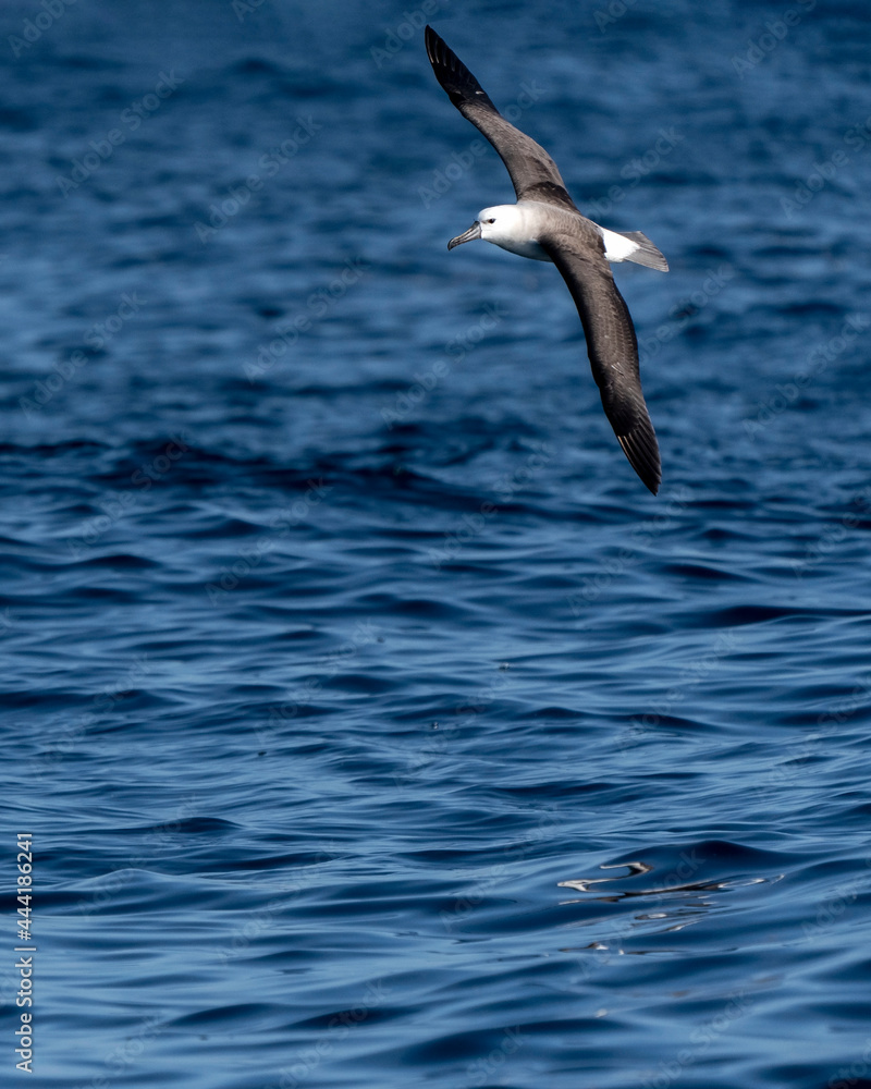 Atlantic yellow-nosed albatross (Thalassarche chlororhynchos) during Sardine run in South Africa.