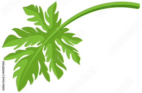 A leaf of papaya fruit isolated cartoon style on white background