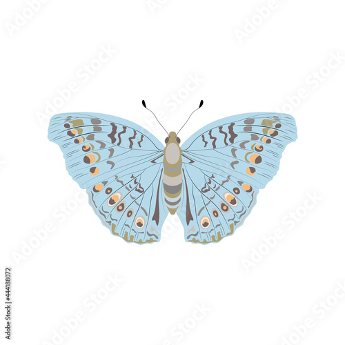 A butterfly from the order of insects with multicolored spots on a white background.