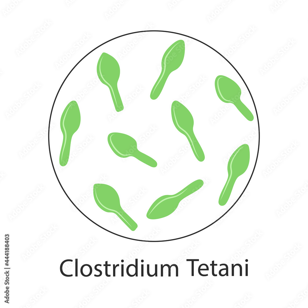 clostridium tetani. bacterium isolated on white background. vector flat ...