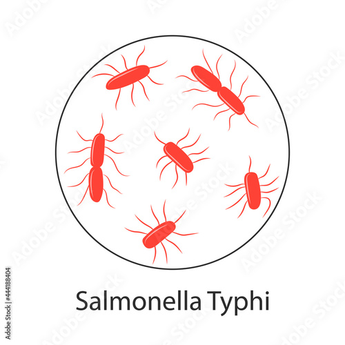 bacteria Salmonella typhi isolated on white background. Vector illustration of microorganisms.