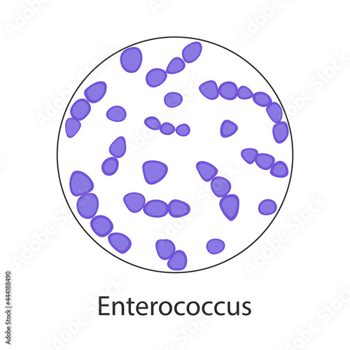 Enterococcus faecalis. Pathogenic flora. The bacterium causes intestinal diseases. Infographics. Vector illustration photo