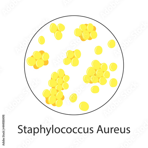 bacteria Staphylococcus Aureus isolated on white background. Vector illustration of microorganisms.