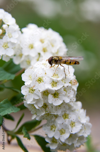 The name of these flowers is " Reeves spirea". Scientific name is Spiraea cantoniensis Lour.  This insect is an aphid. © www555www