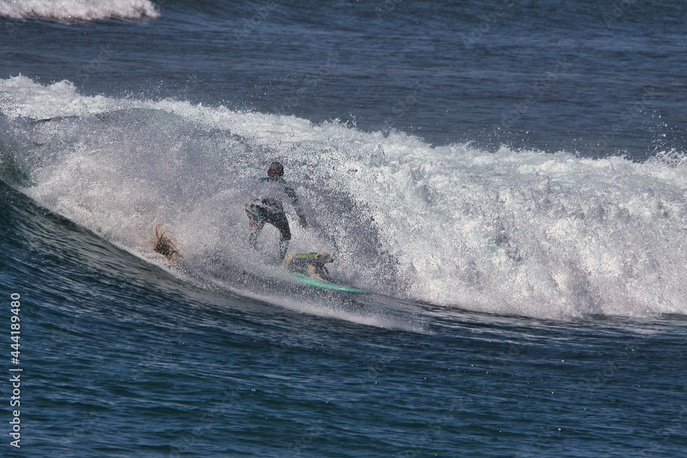 Obraz premium Surfing summer waves at Malibu beach