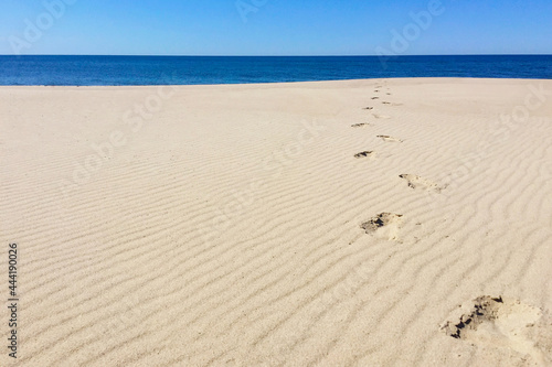 White sand beach at the Curonian Spit