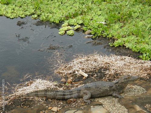 Εκτύπωση καμβά black caiman next to water lettuce in a pond on ile royale, devil's island, fren