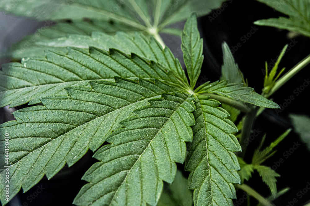 Φωτογραφία Texture hoja de cannabis verde CBD