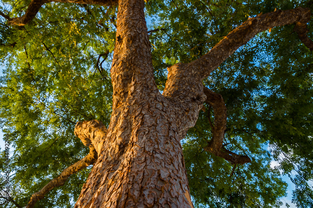 A healthy tree trunk and its branches A healthy tree trunk and its branches
