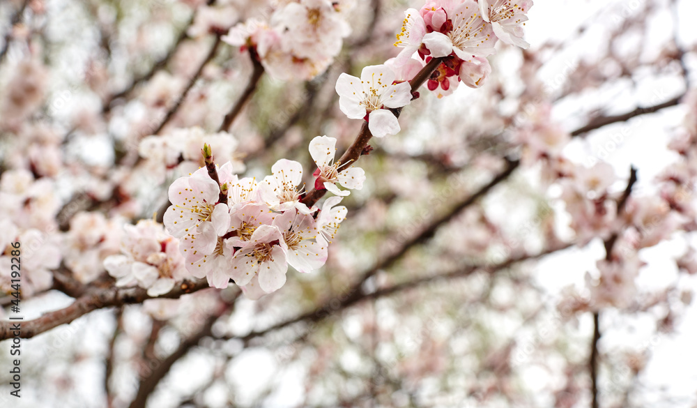 Beautiful white apricot blossom at park. Flowering apricot tree. Fresh spring background on nature outdoors. Soft focus image of blossoming flowers in spring time