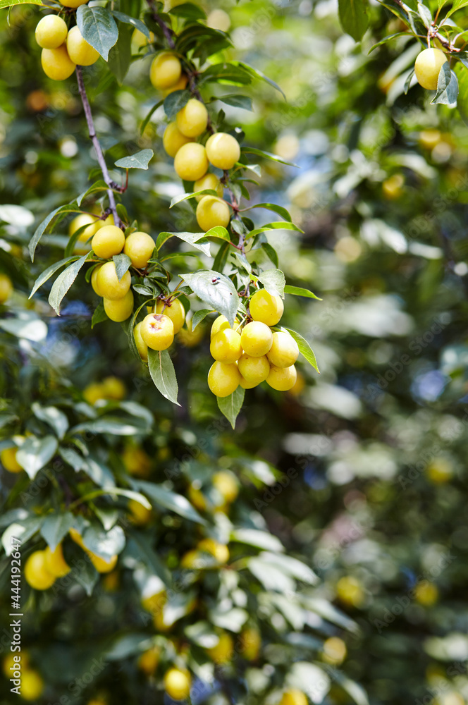 Cherry plum fruits on a tree branch. Ripe fruit among the green leaves in the summer garden in rays of sunlight in nature