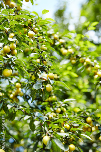 Cherry plum fruits on a tree branch. Ripe fruit among the green leaves in the summer garden in rays of sunlight in nature