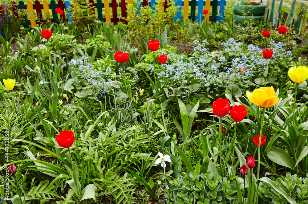Obraz premium Beautiful tulip flowers blooming in a garden. Beauty tulip plant in the spring garden in rays of sunlight in nature. Blur background with bokeh image, selective focus