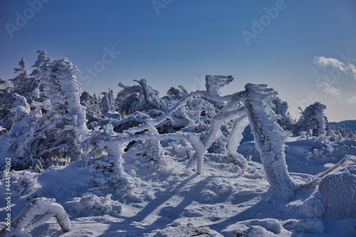 Wallpaper Mural Mt.Kitayatsugatake, Kitayokodake, Tsuboniwa, Shimagareyama, Chausuyama 冬の北八ヶ岳、北横岳、坪庭、茶臼山、縞枯山トレッキング Torontodigital.ca