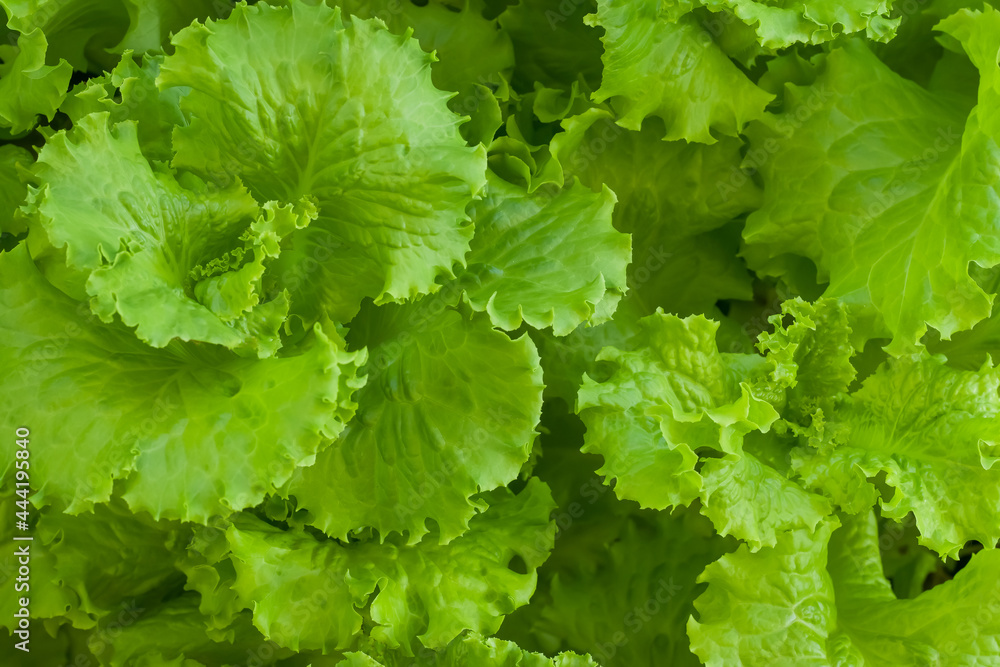 fresh lettuce, salad leaves in the garden fresh lettuce, salad leaves in the garden