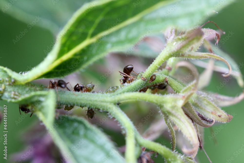 ants on a flower ants on a flower