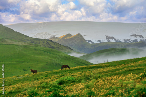 Landscape view of valley on summer morning and misty, two horses on green fields and yellow wild flowers, rural farm in small town in Iceland, fresh and relaxing atmosphere.