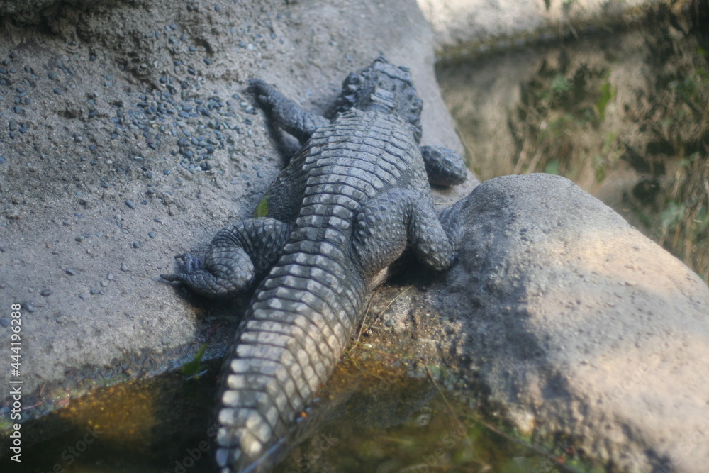 日本一楽しい 天王寺動物園 日本一楽しい 天王寺動物園