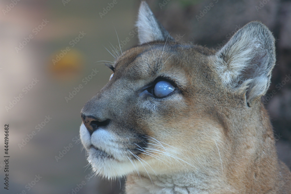 Obraz premium 日本一楽しい 天王寺動物園