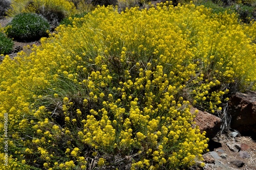 Fototapeta Naklejka Na Ścianę i Meble -  A beautiful yellow endemic plant in Tenerife