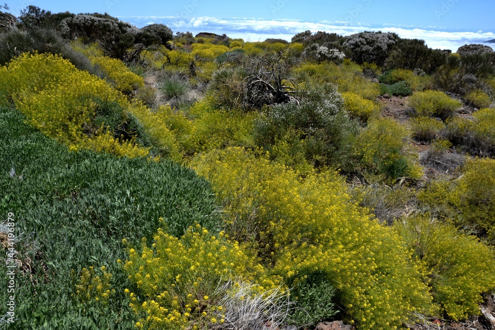 Endemics plants and clouds in Tenerife