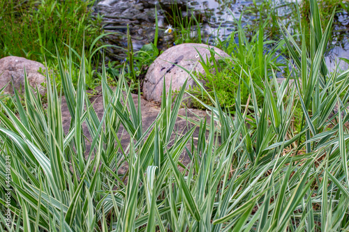 Landscape view of green variegated Japanese sedge grass (carex morrowii) in front of a rustic garden pond on a sunny summer day