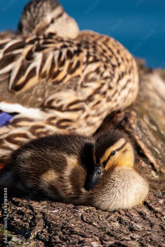 Mallard duckling resting on a log with its mother on a London pond, UK Mallard duckling resting on a log with its mother on a London pond, UK