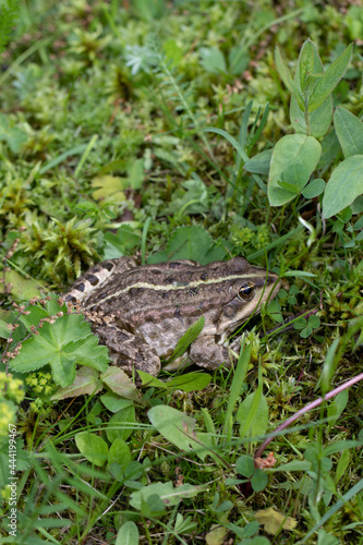 Pool frog. Little water frog camouflaging in nature © Rasma