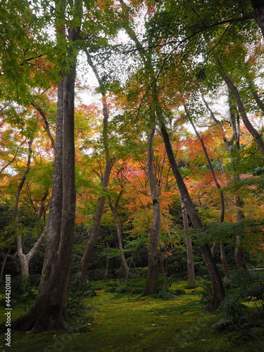 紅葉とお寺の境内