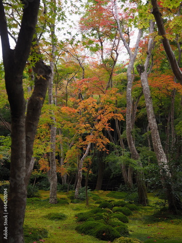 紅葉とお寺の境内