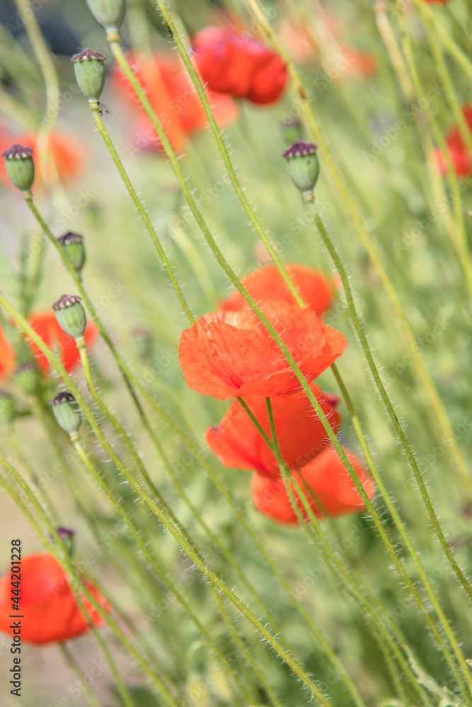Naklejka premium Nature background flower Poppy sunrise. Wildflower.