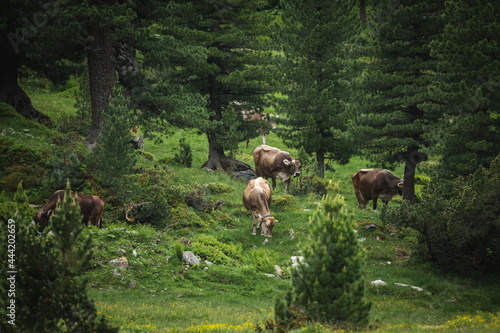 Rinder im Wald in den Alpen
